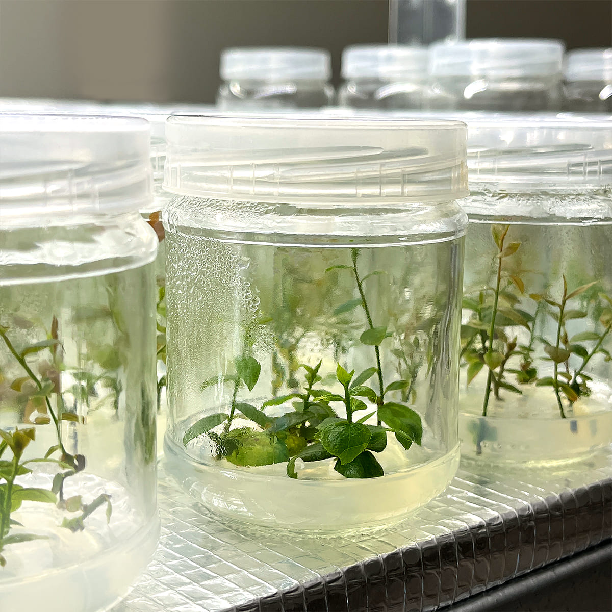 laboratory