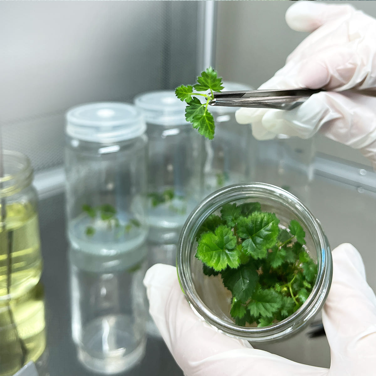 laboratory